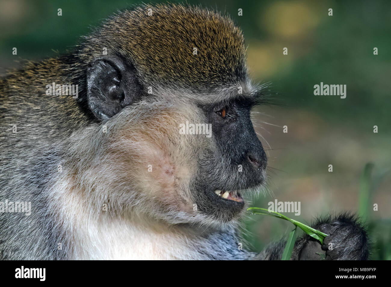 Grivet Monkey (Chlorocebus aethiops) Foto Stock