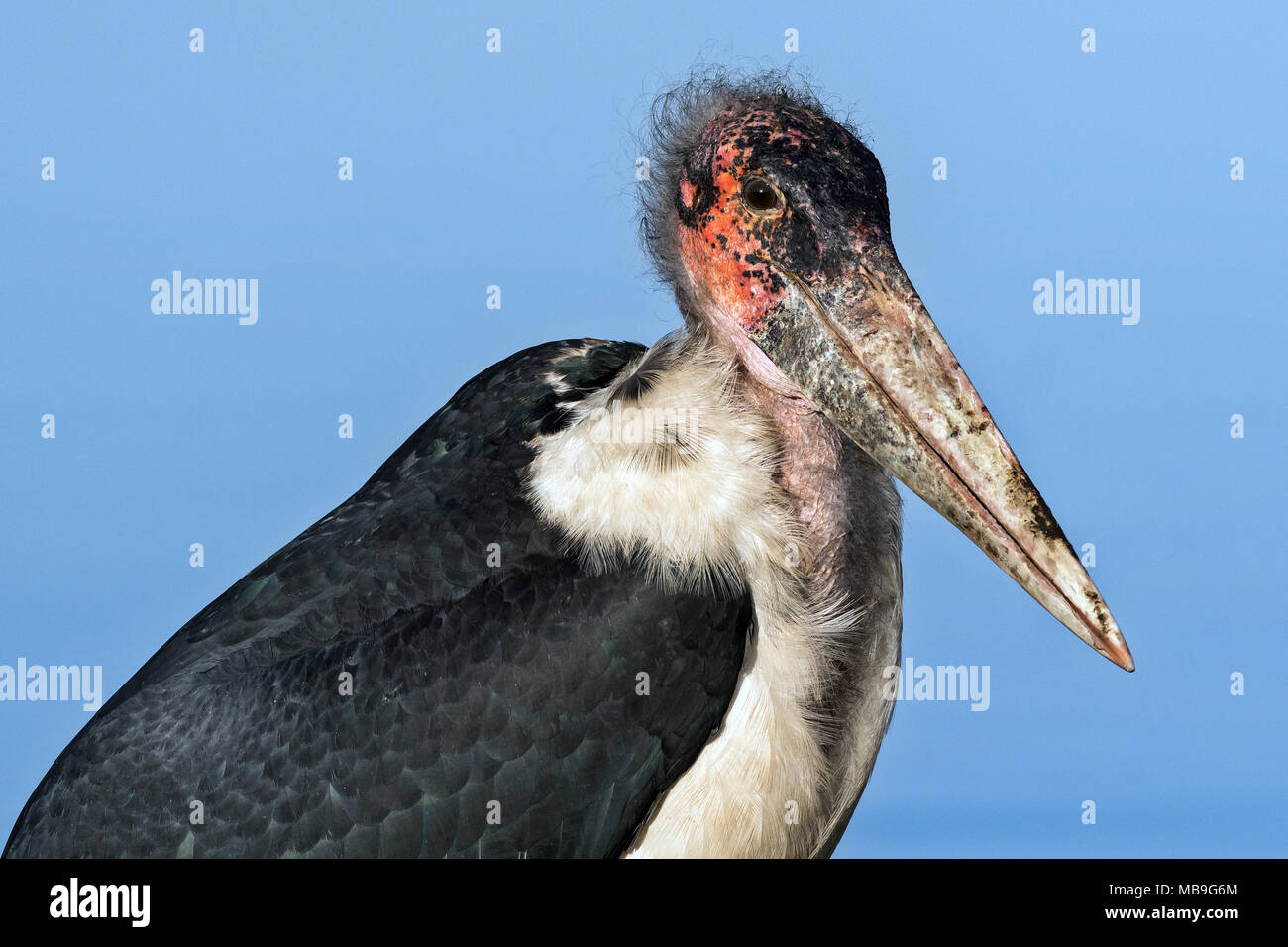 Marabou Stork (Leptoptilos crumeniferus) Foto Stock