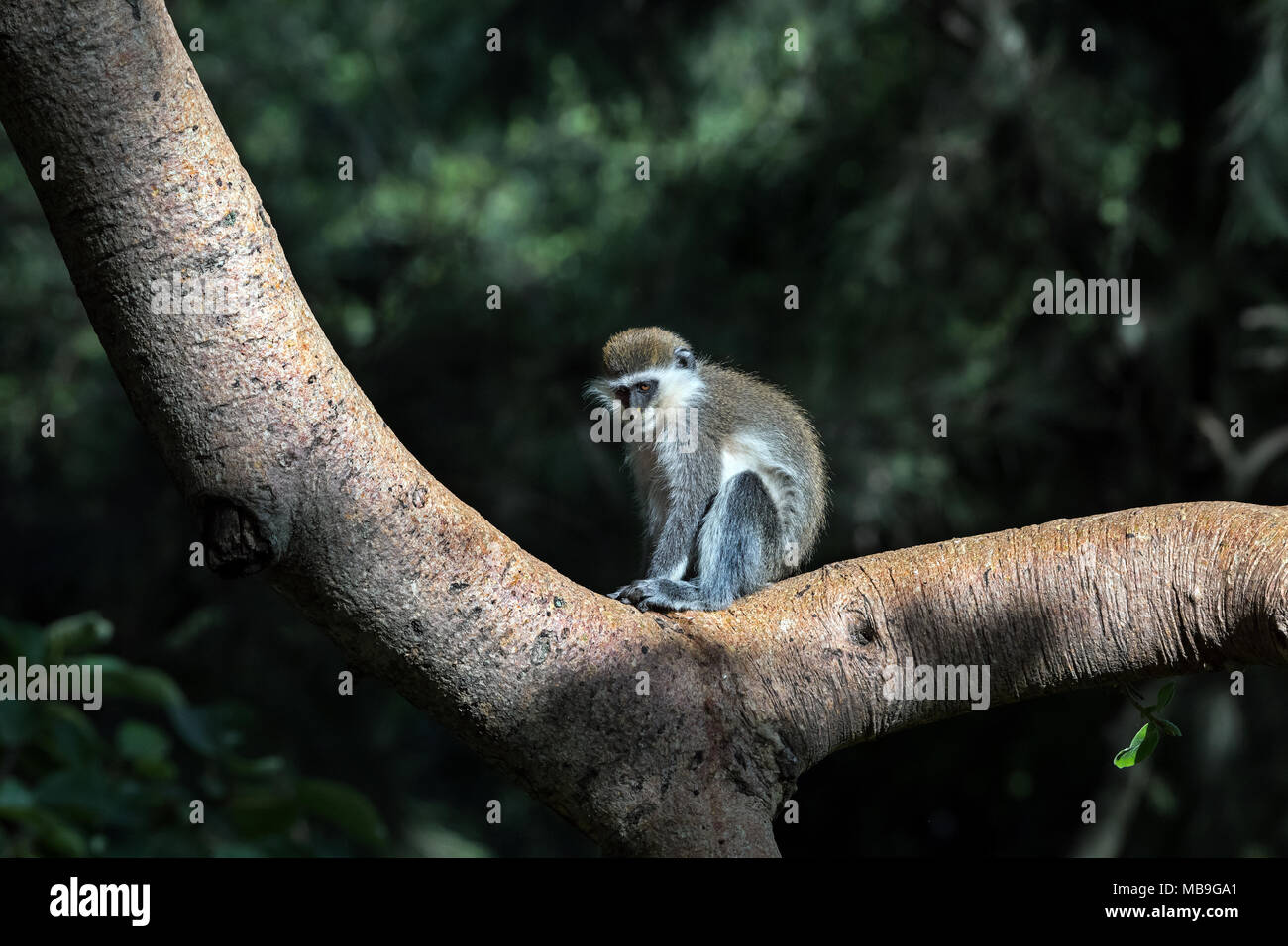 Grivet Monkey (Chlorocebus aethiops) Foto Stock