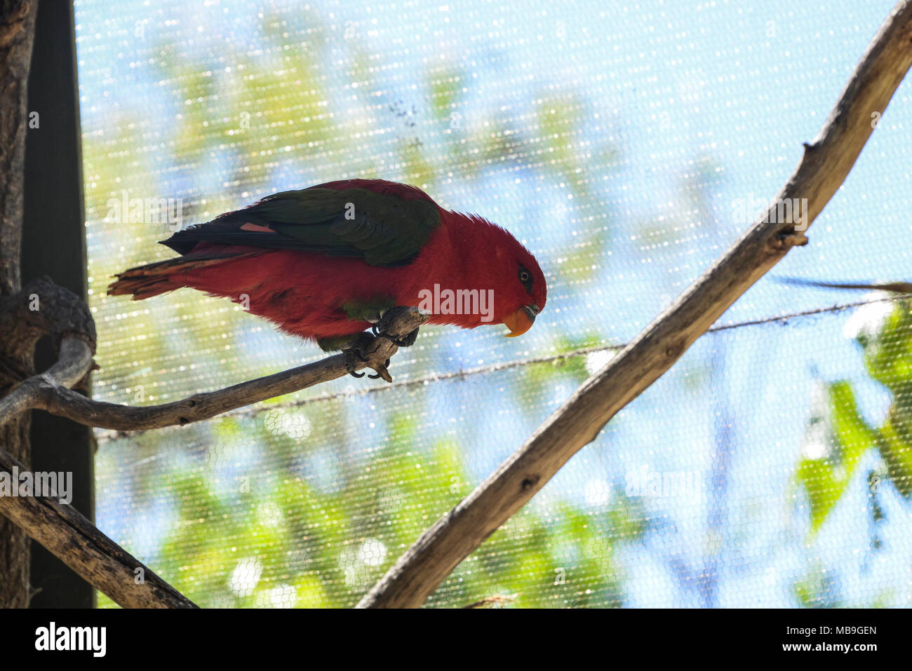 Un rumorosissimo lory (Lorius garrulus) a Cango Wildlife Ranch, Sud Africa Foto Stock