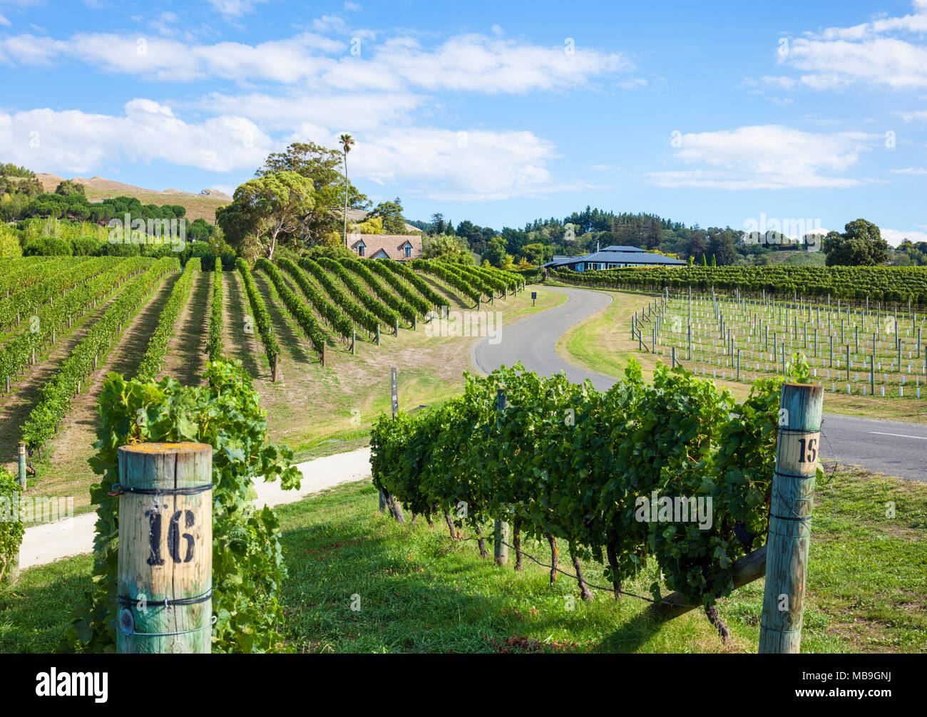 Nuova Zelanda Hawkes Bay Nuova Zelanda grappoli di uva sulla vite in righe in un vigneto di Hawkes Bay Napier, Nuova Zelanda Isola del nord NZ Foto Stock