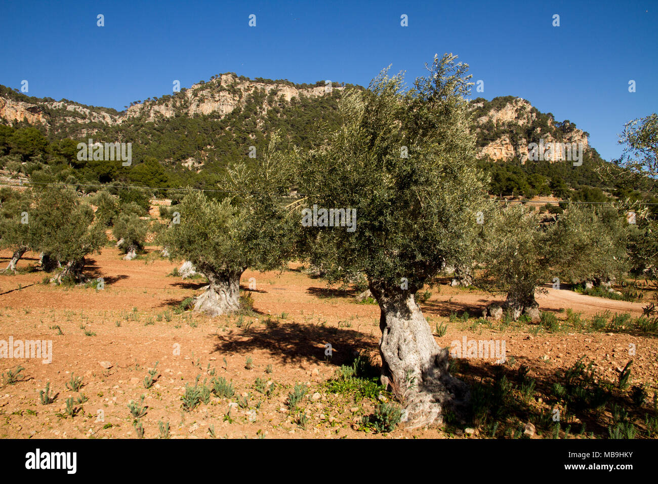 Albero di olivo Mallorca Spagna, ulivi campo Maiorca Spagna Foto Stock