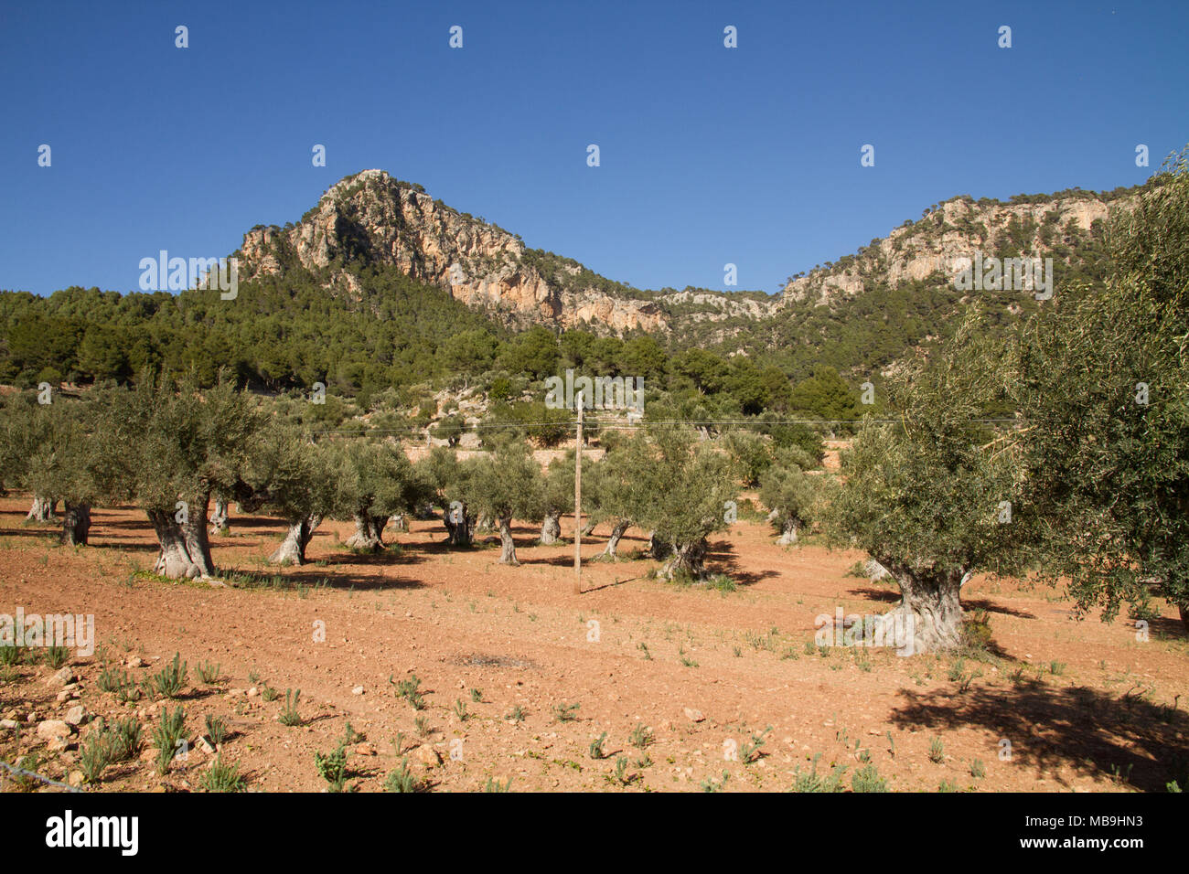 Albero di olivo Mallorca Spagna, ulivi campo Maiorca Spagna Foto Stock