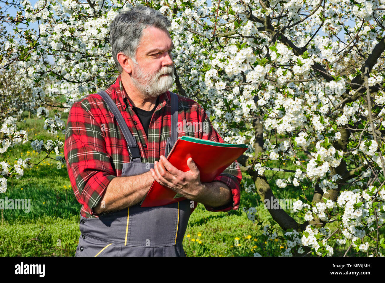 Agricoltore analizza flower Cherry Orchard e utilizzando un notrbook. Foto Stock