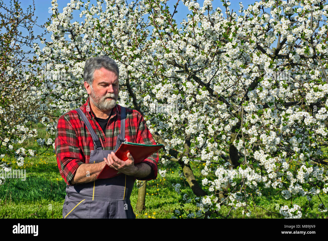 Agricoltore analizza flower Cherry Orchard e utilizzando un dispositivo tablet pc. Foto Stock