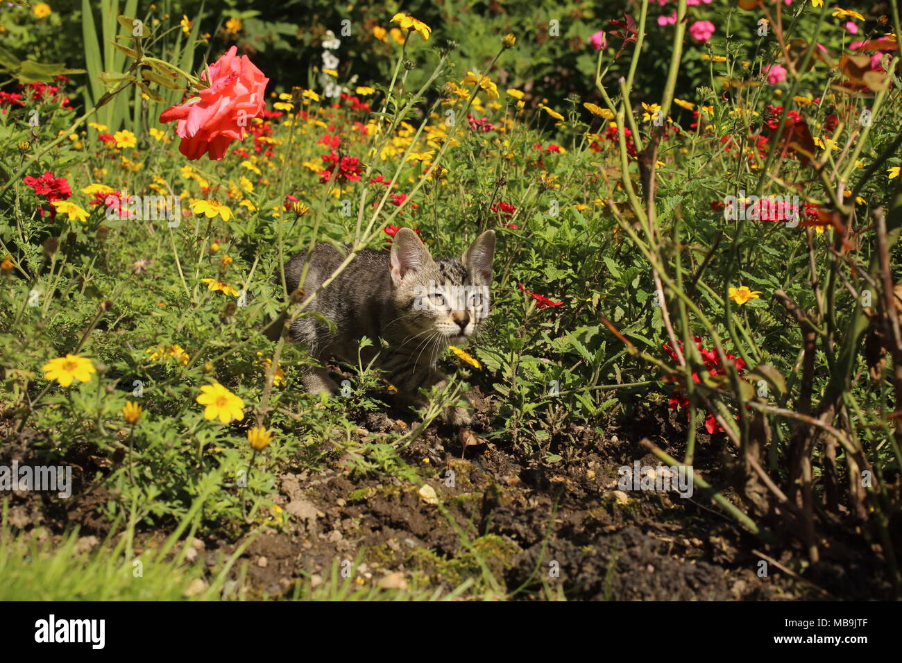 Il gatto si siede in fiori e gioca Foto Stock