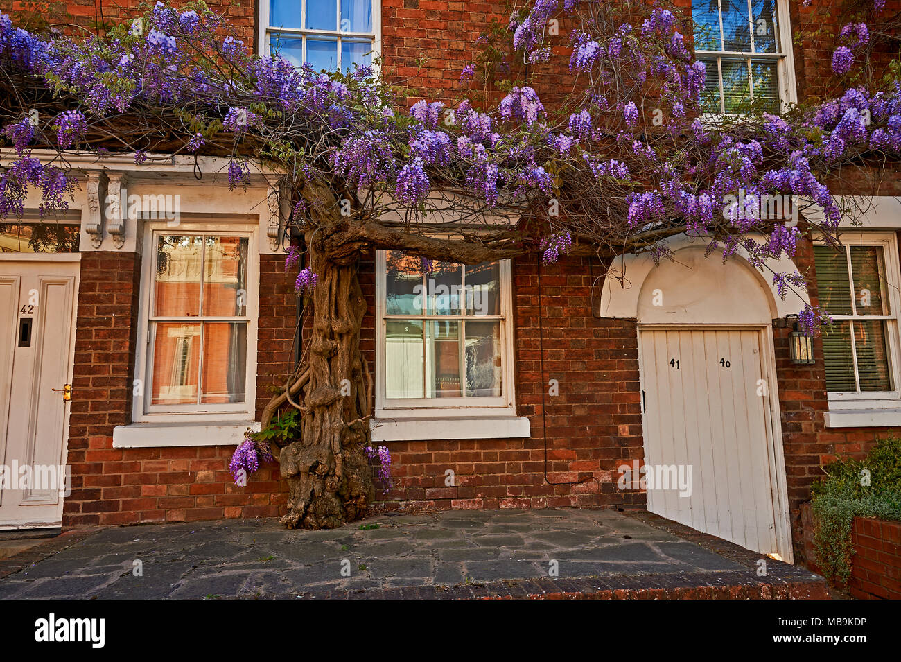 Stratford upon Avon a molla e una casa di mattoni coperti di piante di glicine in piena fioritura. Foto Stock