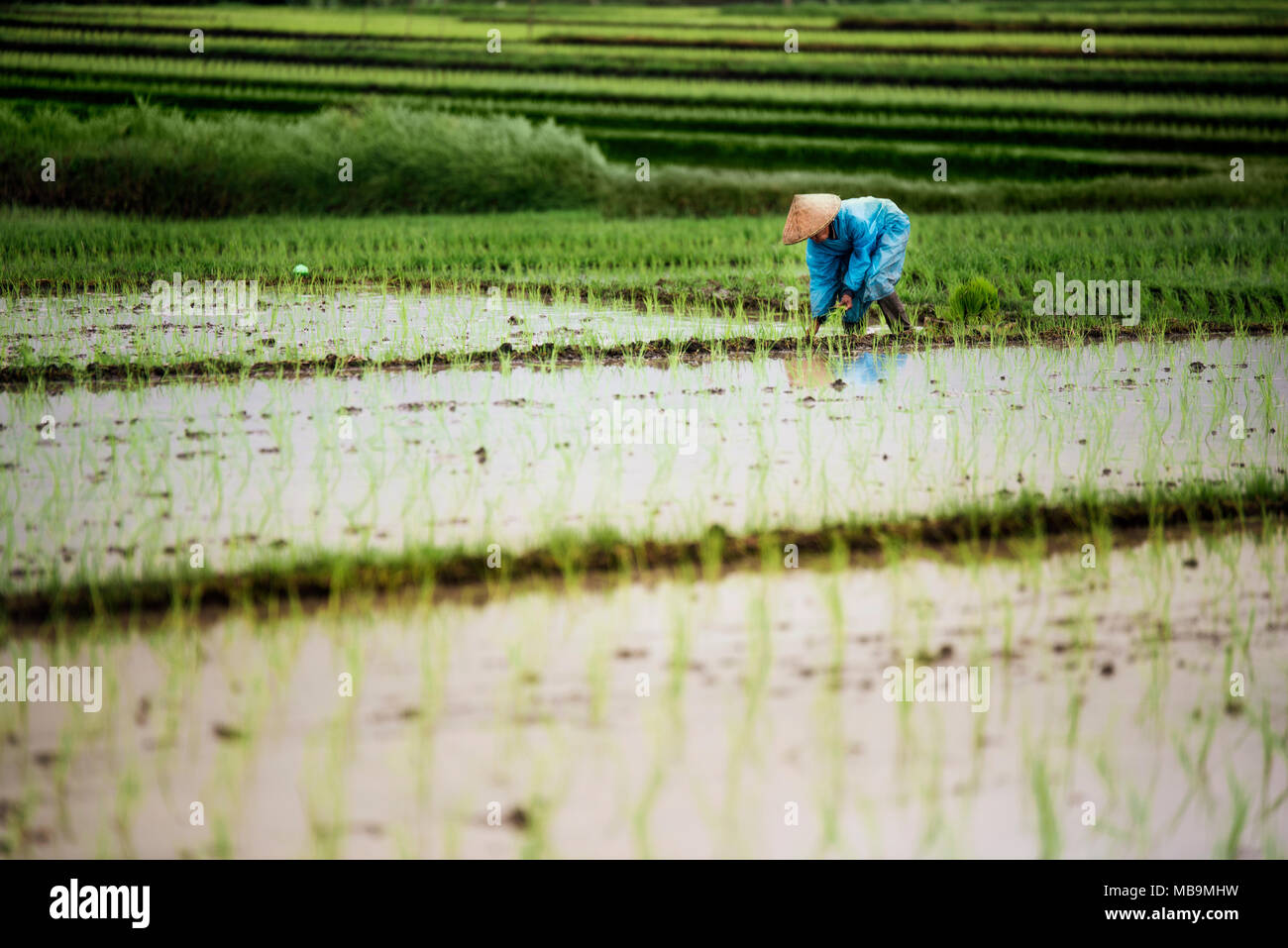 L'agricoltore indonesiano donna in un impermeabile blu lavorando in una terrazza di riso con un Balinese hat. Bali Indonesia. Foto Stock