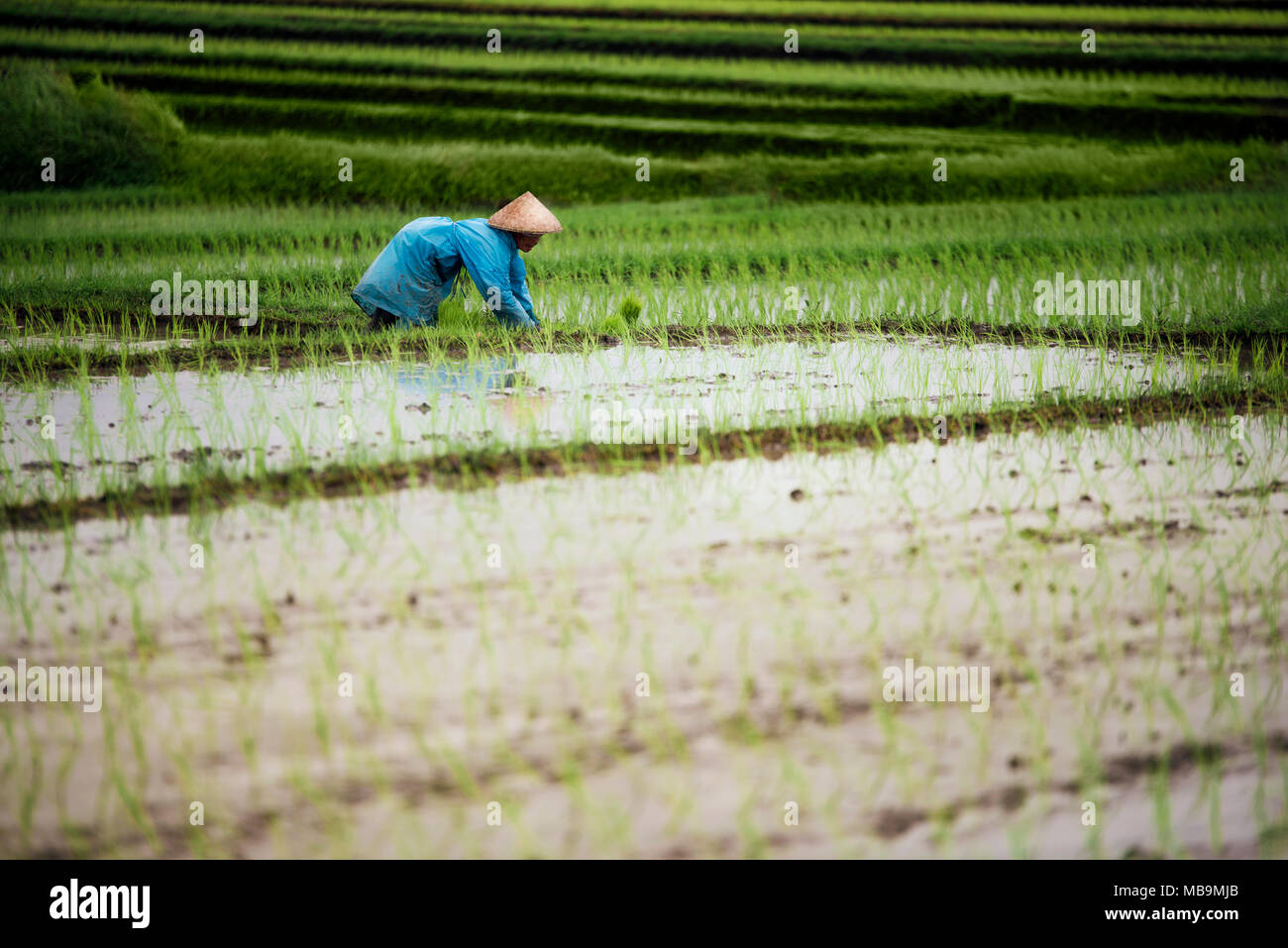 L'agricoltore indonesiano donna in un impermeabile blu lavorando in una terrazza di riso con un Balinese hat. Bali Indonesia. Foto Stock