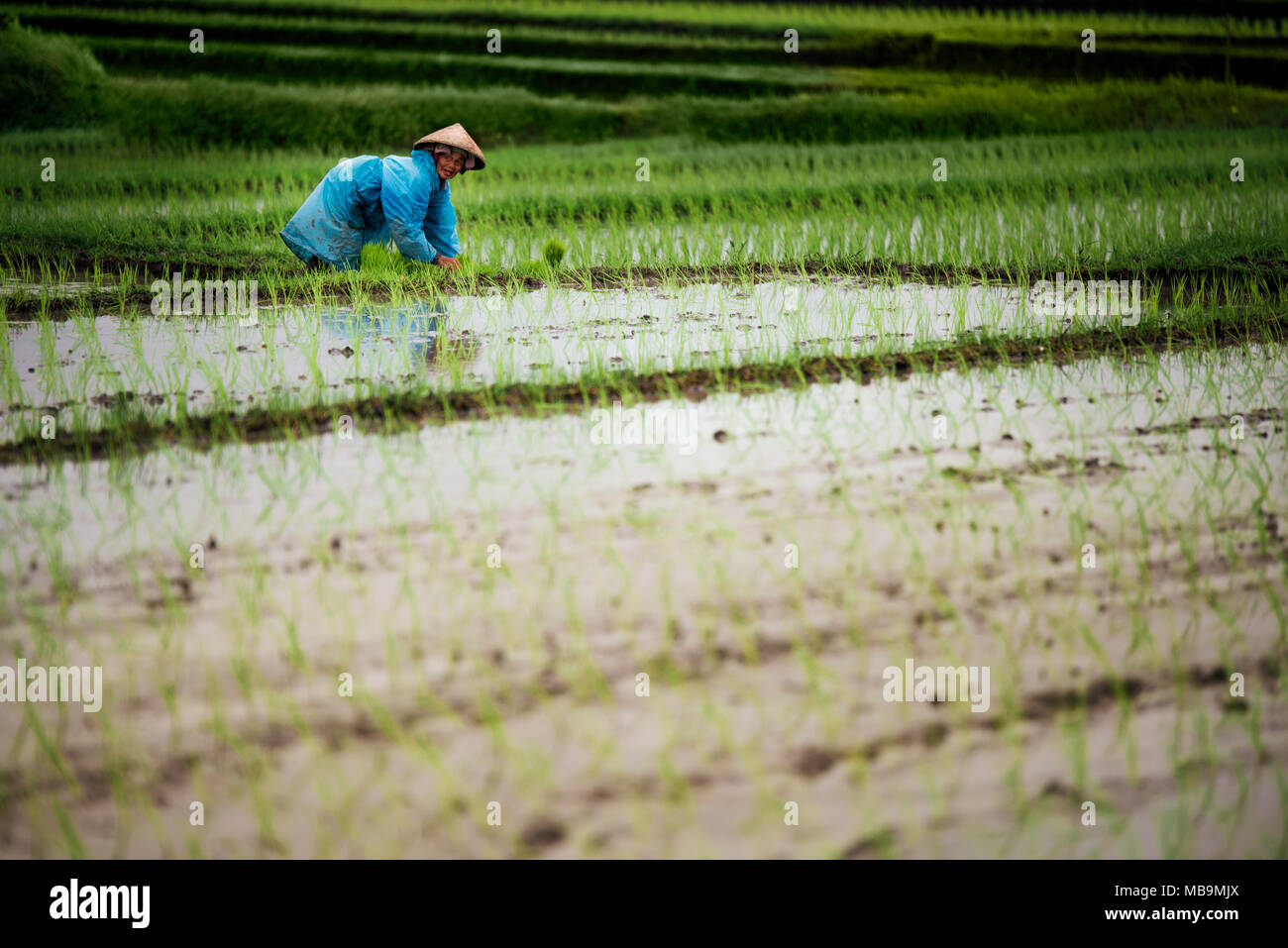 Bali, Indonesia - 9 Luglio 2017: indonesiano agricoltore donna in un impermeabile blu lavorando in una terrazza di riso con un Balinese hat. Bali Indonesia. Foto Stock