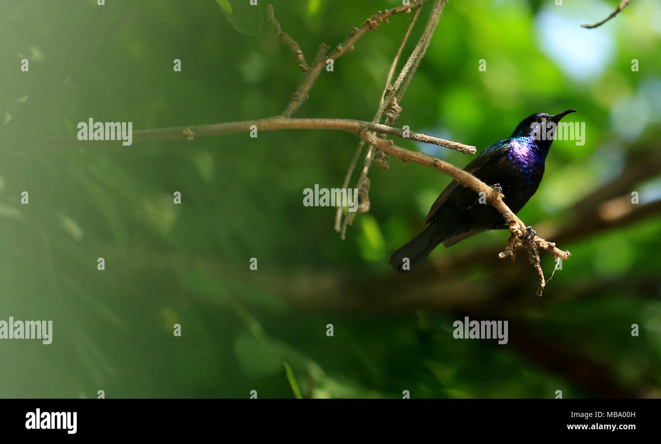 Nablus, West Bank, Territorio palestinese. 8 apr, 2018. Una Palestina sunbird ''Nectarinia osea'' è visto su un albero, in Cisgiordania città di Nablus, Aprile 9, 2018 Credit: Shadi Jarar'Ah/immagini APA/ZUMA filo/Alamy Live News Foto Stock