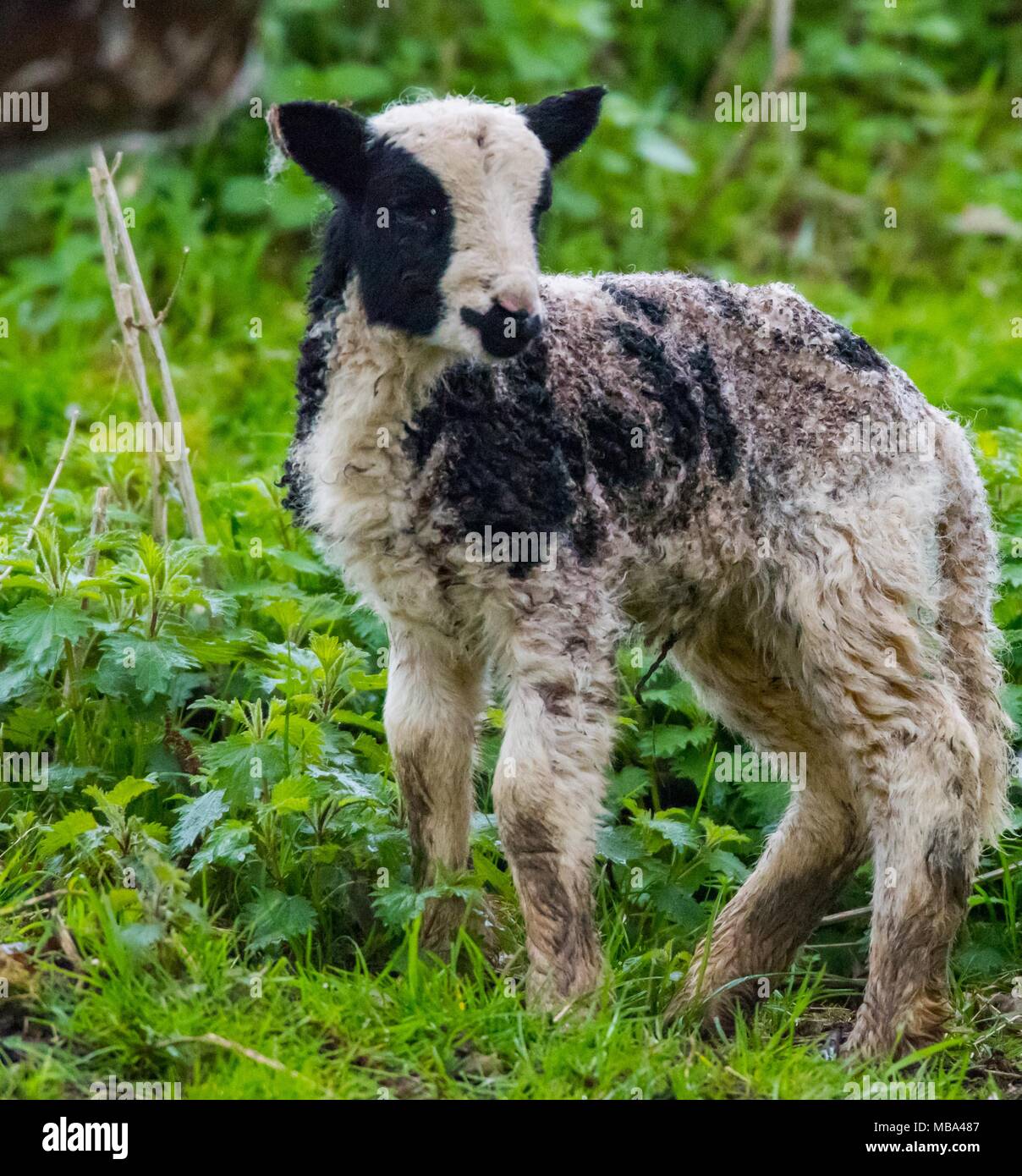 Keynsham. Regno Unito. Il 9 aprile 2018. Giorno vecchio Giacobbe agnelli significano la molla è in cammino, lunedì 9 aprile 2018 come le pecore partoriscono a Valle di Avon Adventure e Wildlife Park vicino a Keynsham, Somerset. Giacobbe gli ovini sono una razza britannica della specie ovina domestica e combina due caratteristiche insolite negli ovini, pezzati di colore scuro con zone di lana bianca. Credito: Paolo Gillis/Alamy Live News Foto Stock