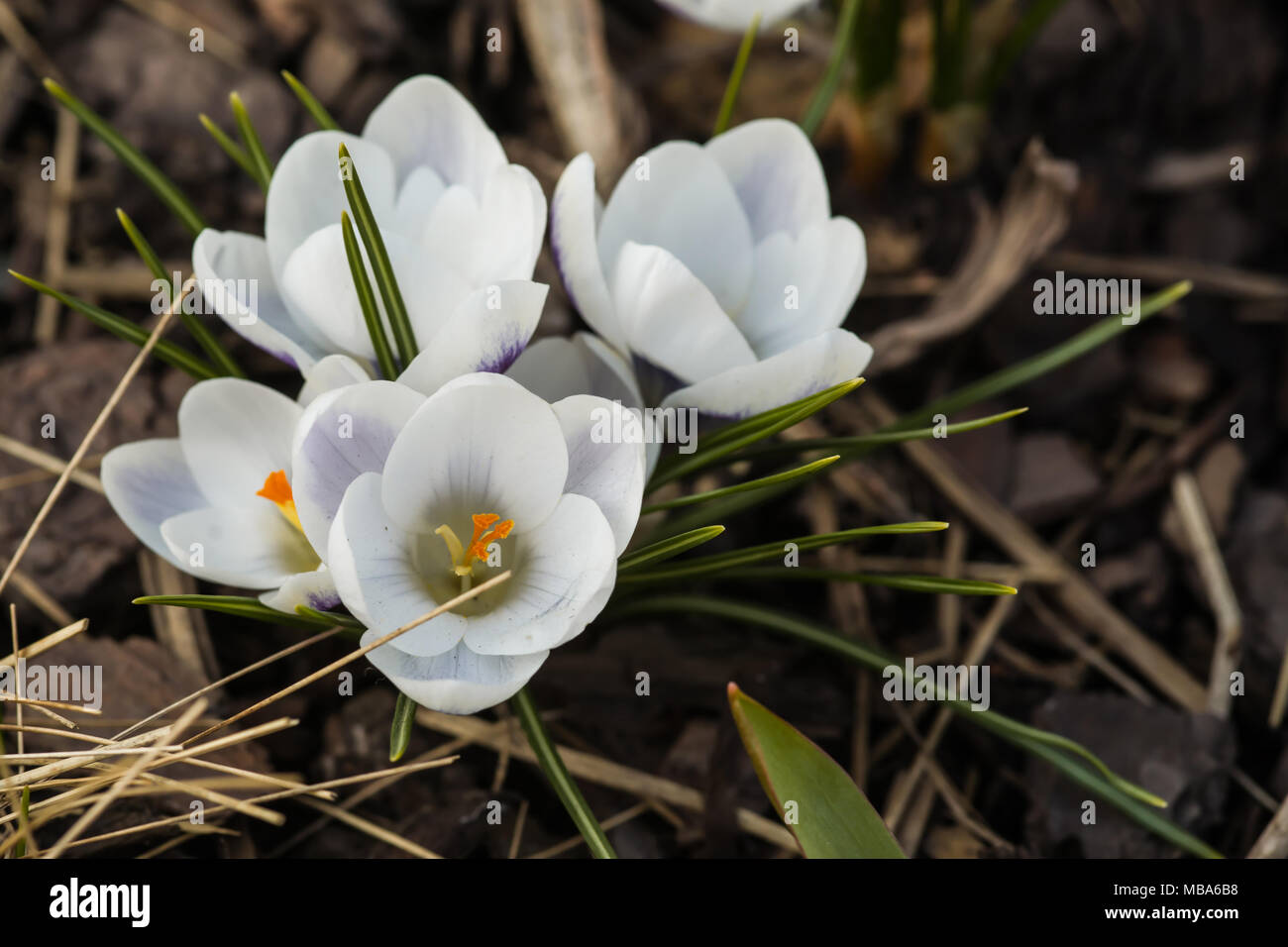 Fioritura di crocus bianco fiore in bud Foto Stock
