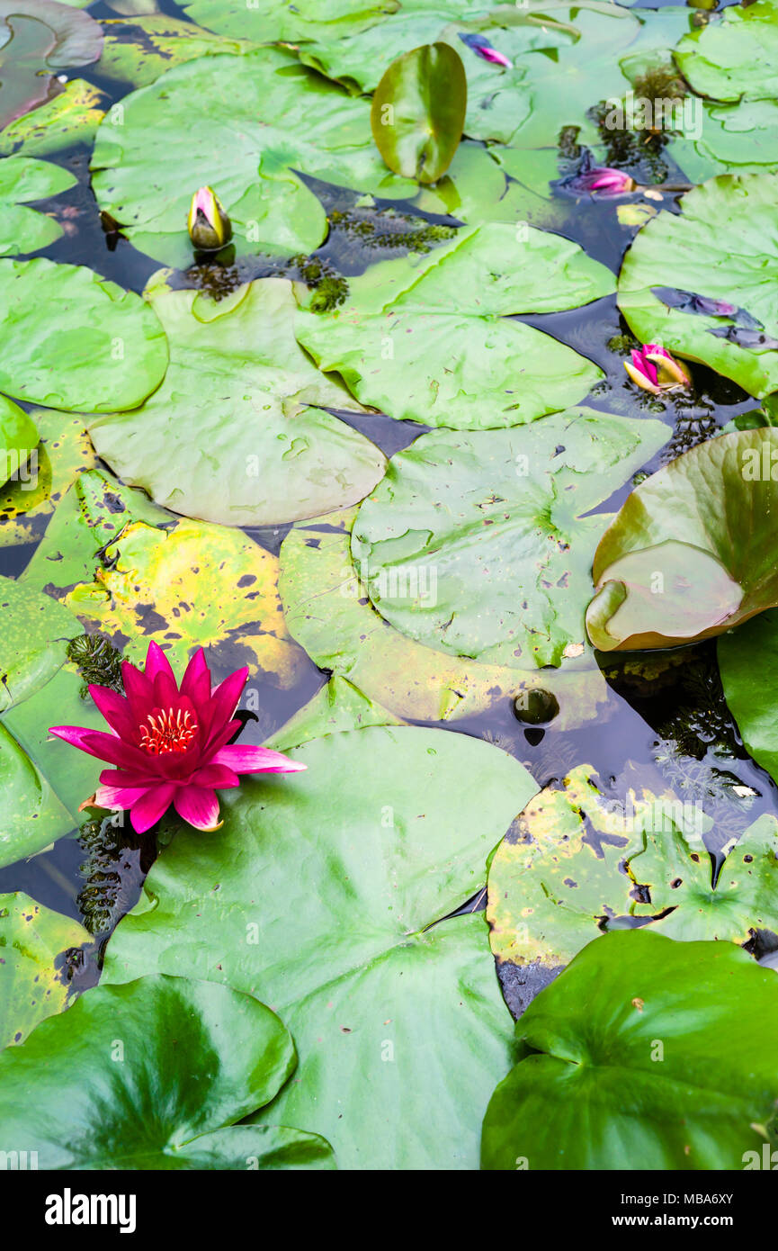 Vivid acqua di rosa fiori di giglio tra il verde delle foglie galleggianti sulla superficie di uno stagno. Foto Stock
