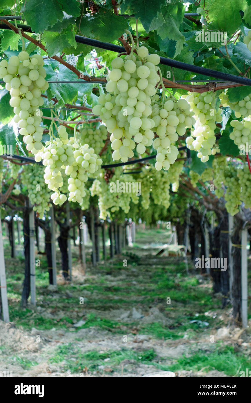 Le uve di Moscato crescente, vigneto in provincia di Trapani, Sicilia, Italia Foto Stock