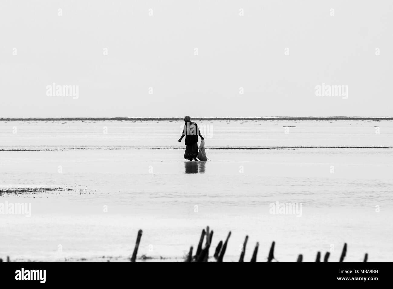 ZANZIBAR, TANZANIA - gennaio 05: Sconosciuto Zanzibar gli agricoltori di alghe marine in panni tradizionali faming alghe marine in bassa marea oceano su Paje beach, Zanzibar, Tanz Foto Stock