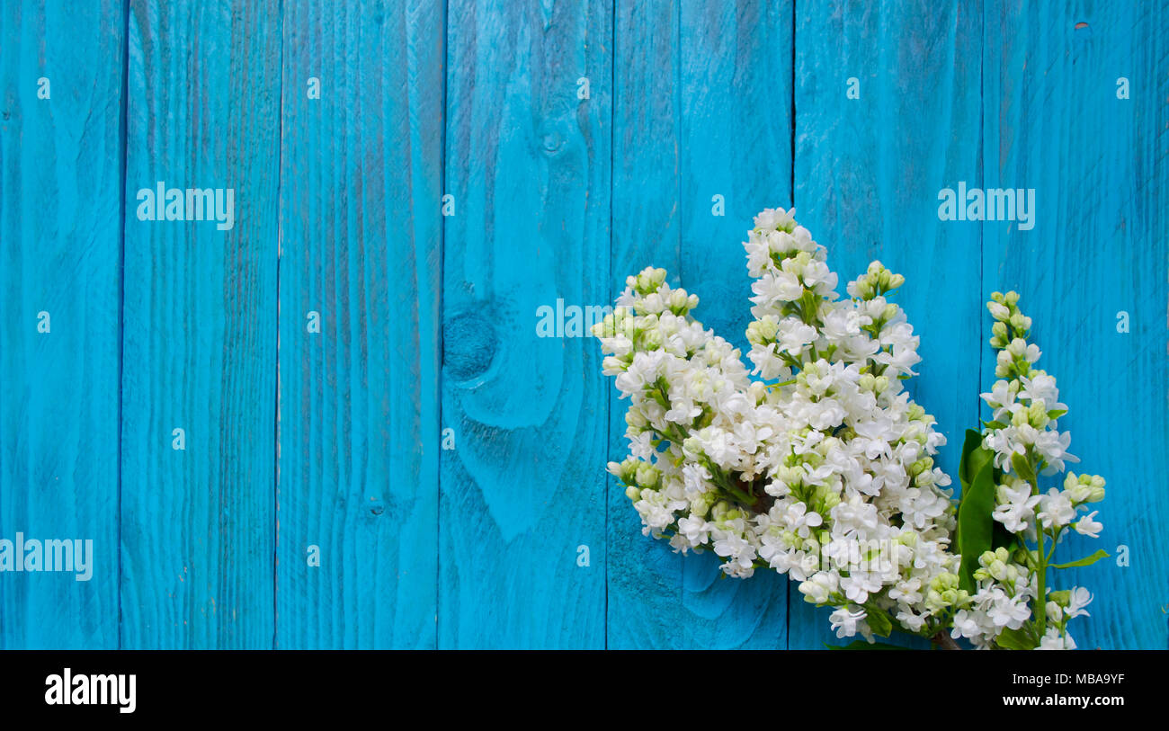 I fiori bianchi primaverili. Fiori lilla sul blu vintage in legno sfondo. Foto Stock