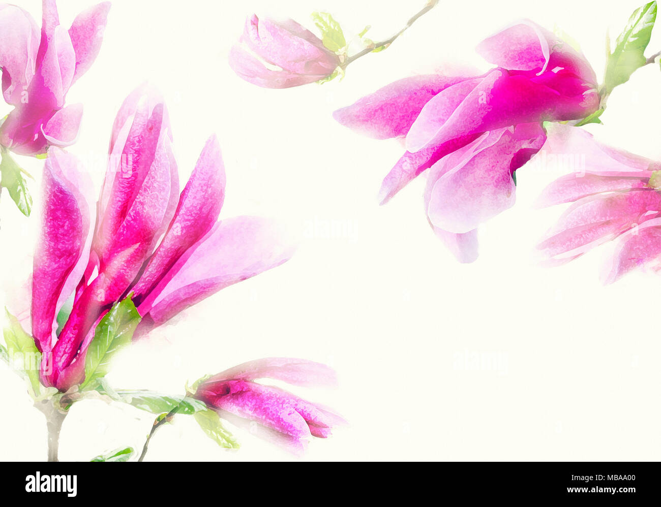 Acquerello magnolia telaio. Sfondo con acquarello gara di rosa fiori di magnolia. Foto Stock