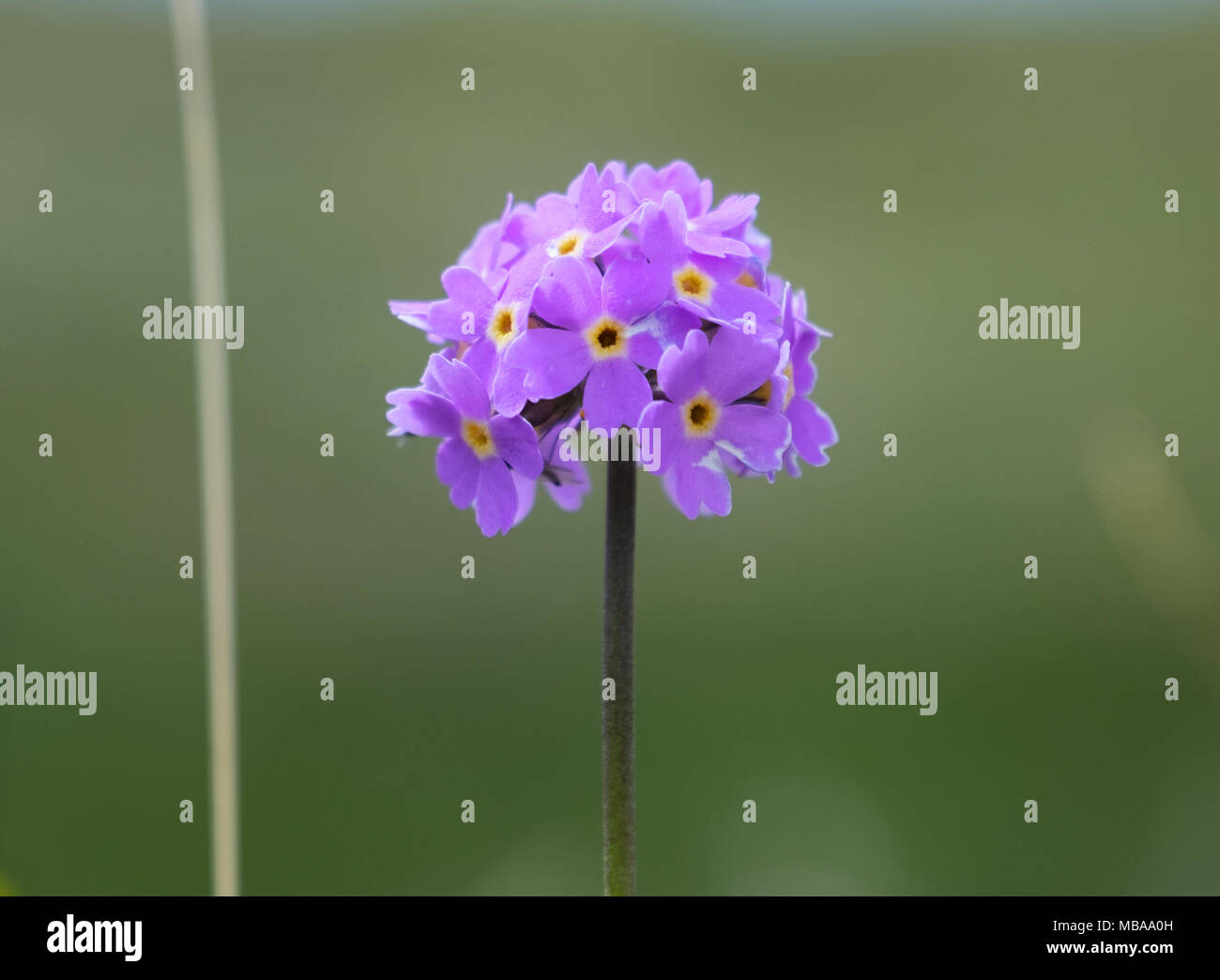 Bellissimi fiori Dimenticare me not in montagna Foto Stock