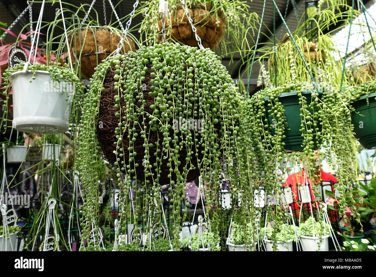 Filo di Perle Senecio rowleyanus succulenta crescente nella cesta appesa Foto Stock