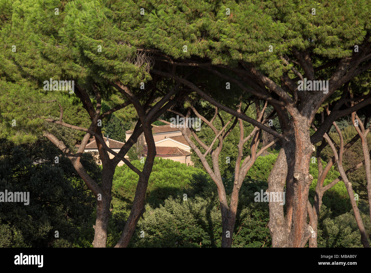 Alcune moderne ville visto attraverso la pietra di alberi di pino sul Colle Palatino (Palatino) che è il centro la maggior parte dei sette colli di Roma, Italia, ed è uno dei Foto Stock