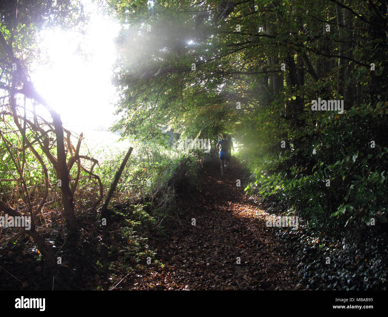 Due guide di scorrimento sul South Downs jog del percorso di un albero frondoso percorso rivestito su un soleggiato autunno la mattina presto. Foto Stock
