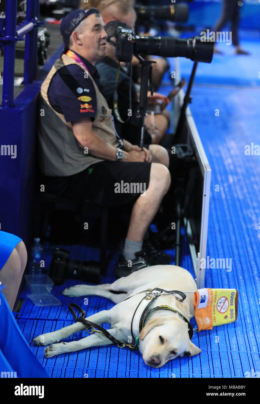 Un cane guida accanto a un fotografo al Gold Coast Aquatic Center durante il quinto giorno dei Giochi del Commonwealth 2018 nella Gold Coast, Australia. PREMERE ASSOCIAZIONE foto. Data immagine: Lunedì 9 aprile 2018. Vedere PA storia COMMONWEALTH Nuoto. Il credito fotografico dovrebbe essere: Mike Egerton/PA Wire. Foto Stock