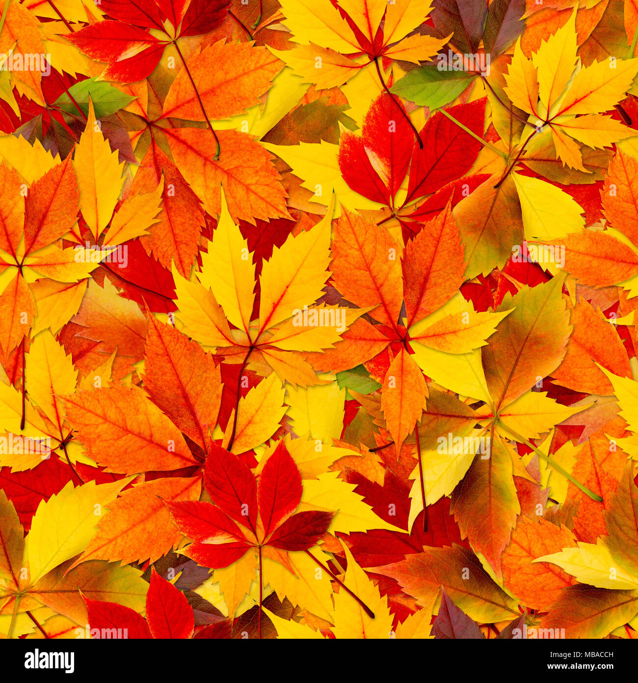 Cadono le foglie di autunno sfondo senza giunture - texture pattern per la replica continua. Foto Stock