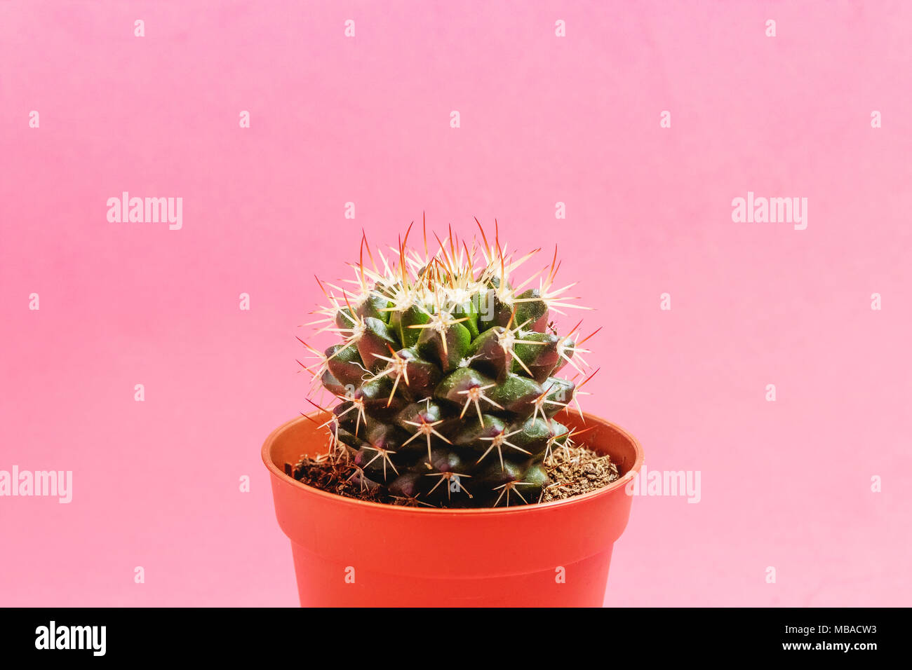 Cactus verde in vaso sul pastello rosa colore di sfondo. La minima nozione. Lay piatto. Vista dall'alto. Foto Stock