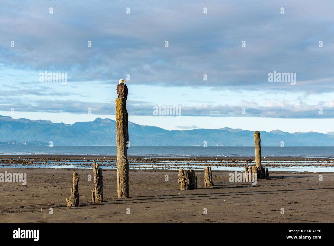 Aquila calva appollaiato che affaccia sulle montagne e l'oceano in Omero, Alaska. Foto Stock