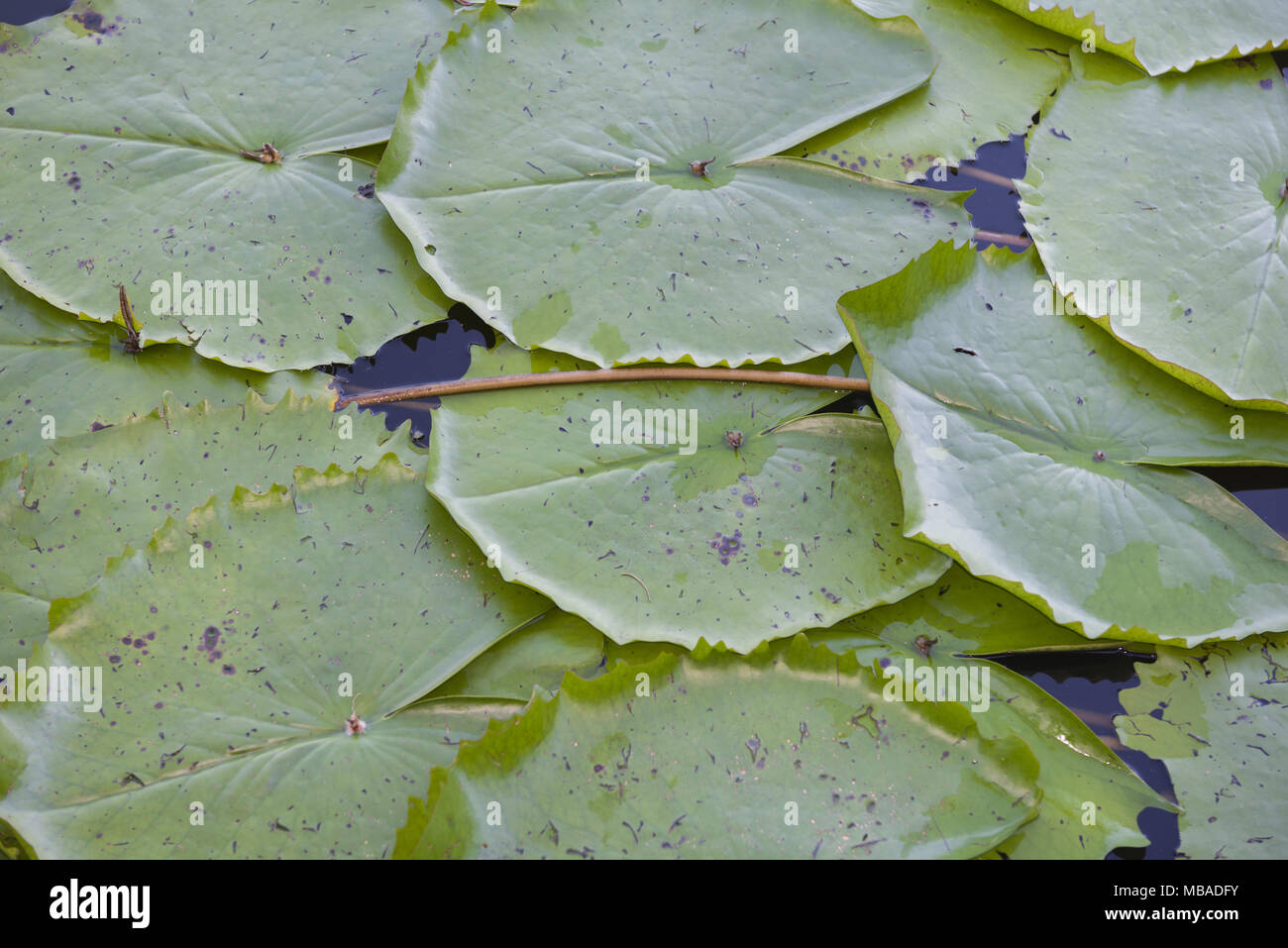 Sullo sfondo di un giglio di acqua foglie (Nymphaea capensis) Foto Stock