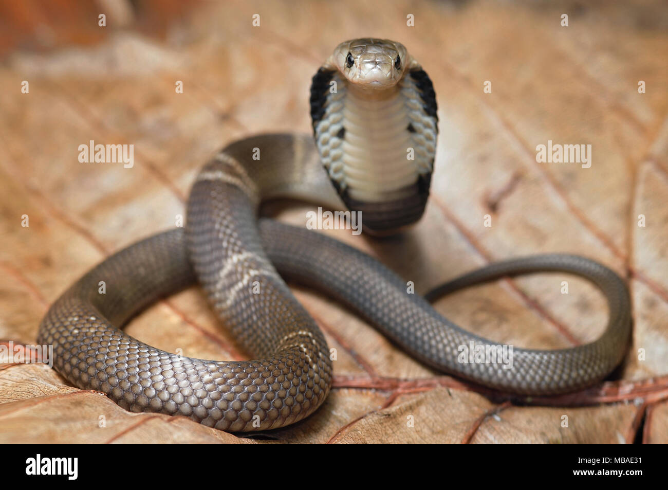 Monocled cobra Naja kaouthia Foto Stock
