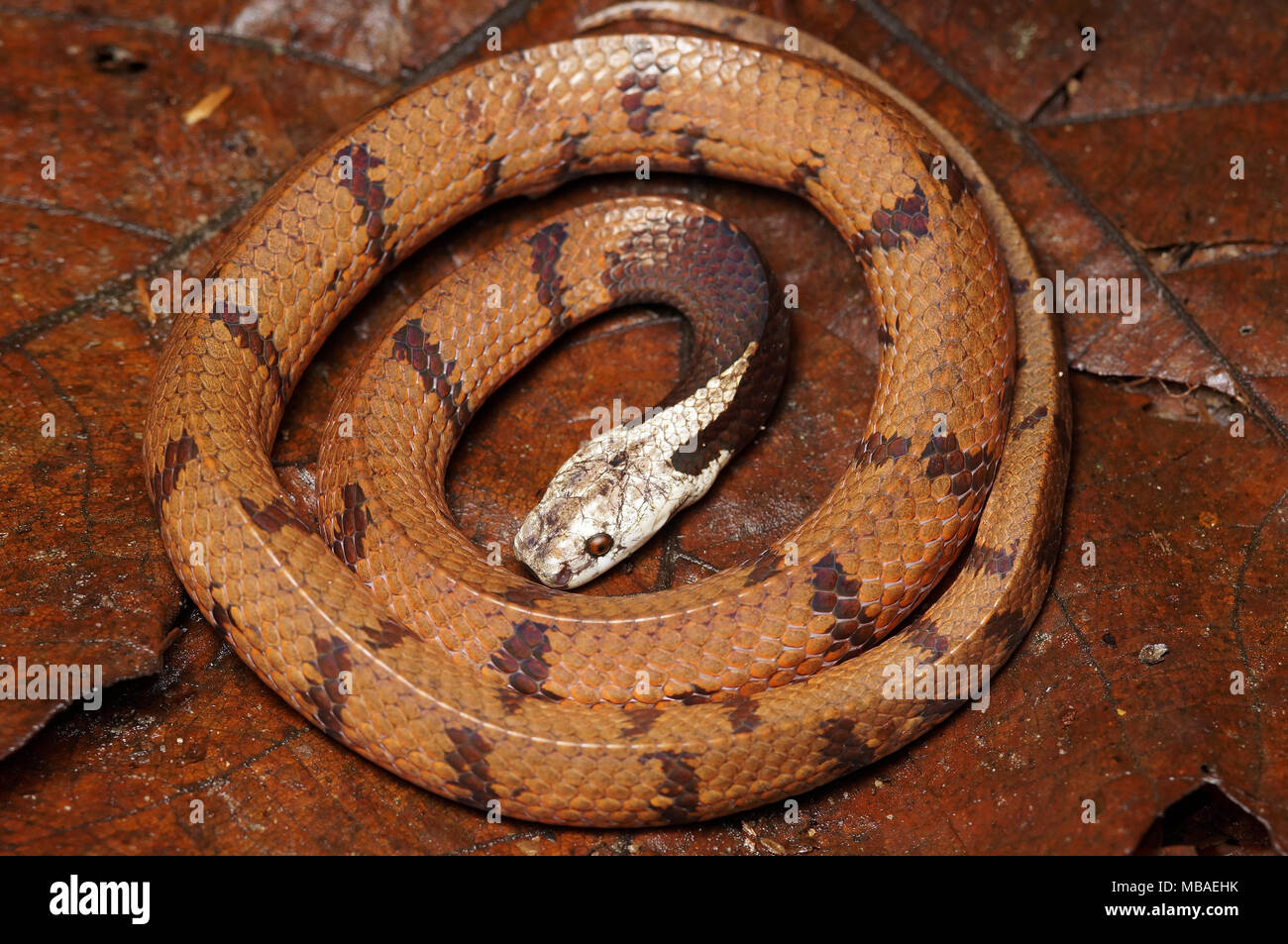 : La malese slug snake Asthenodipsas malaccanus Pareas Foto Stock