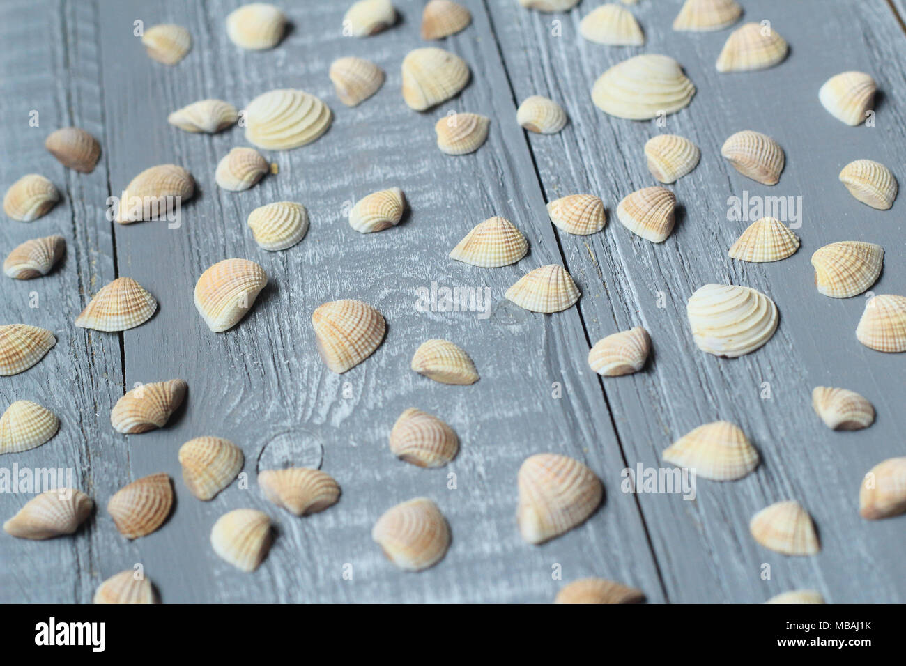 Un sacco di piccole conchiglie sulla luce sullo sfondo di legno Foto Stock