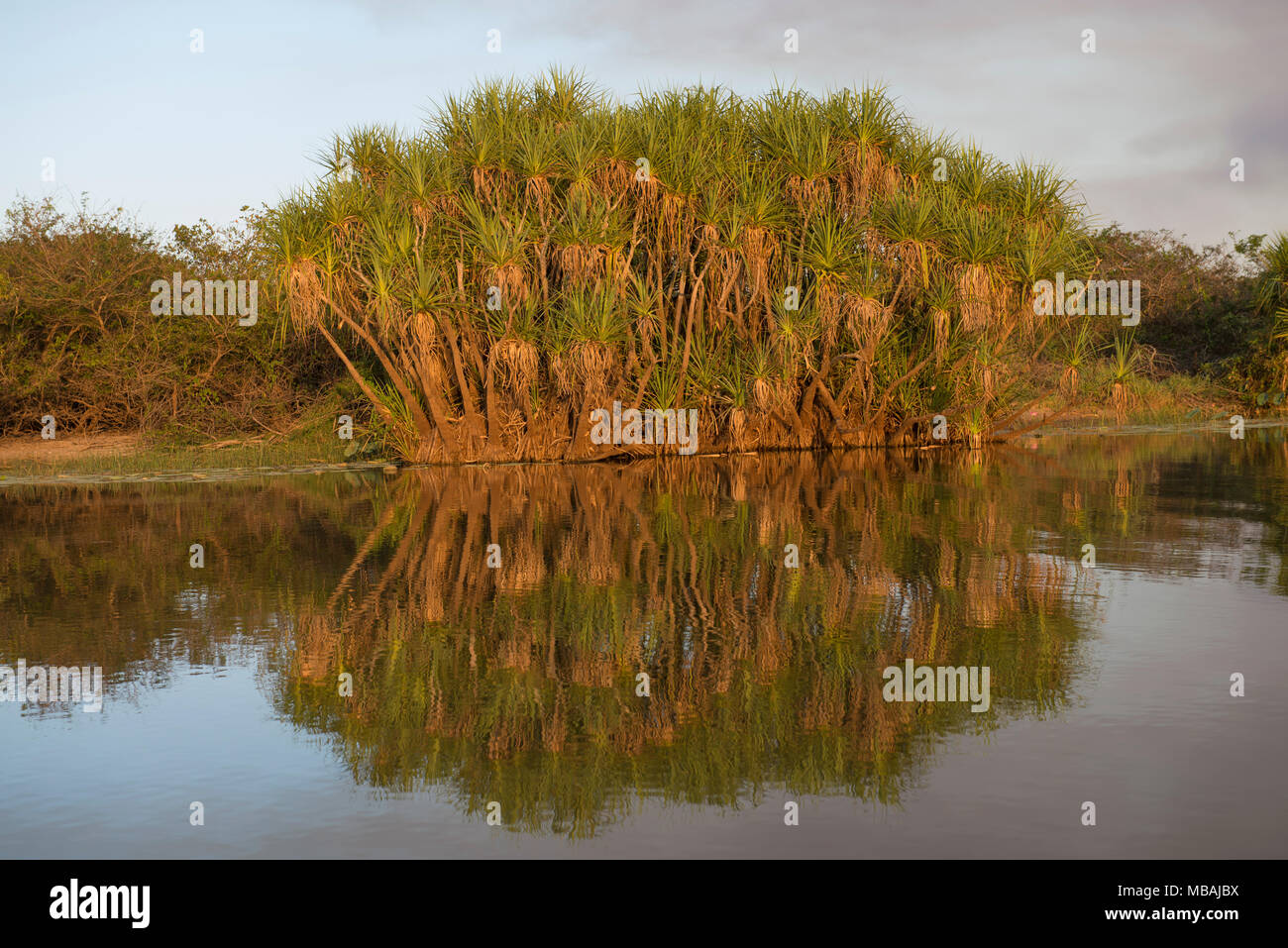 Corroboree Billabong è parte della Mary River zone umide nel Territorio del Nord, l'Australia Foto Stock