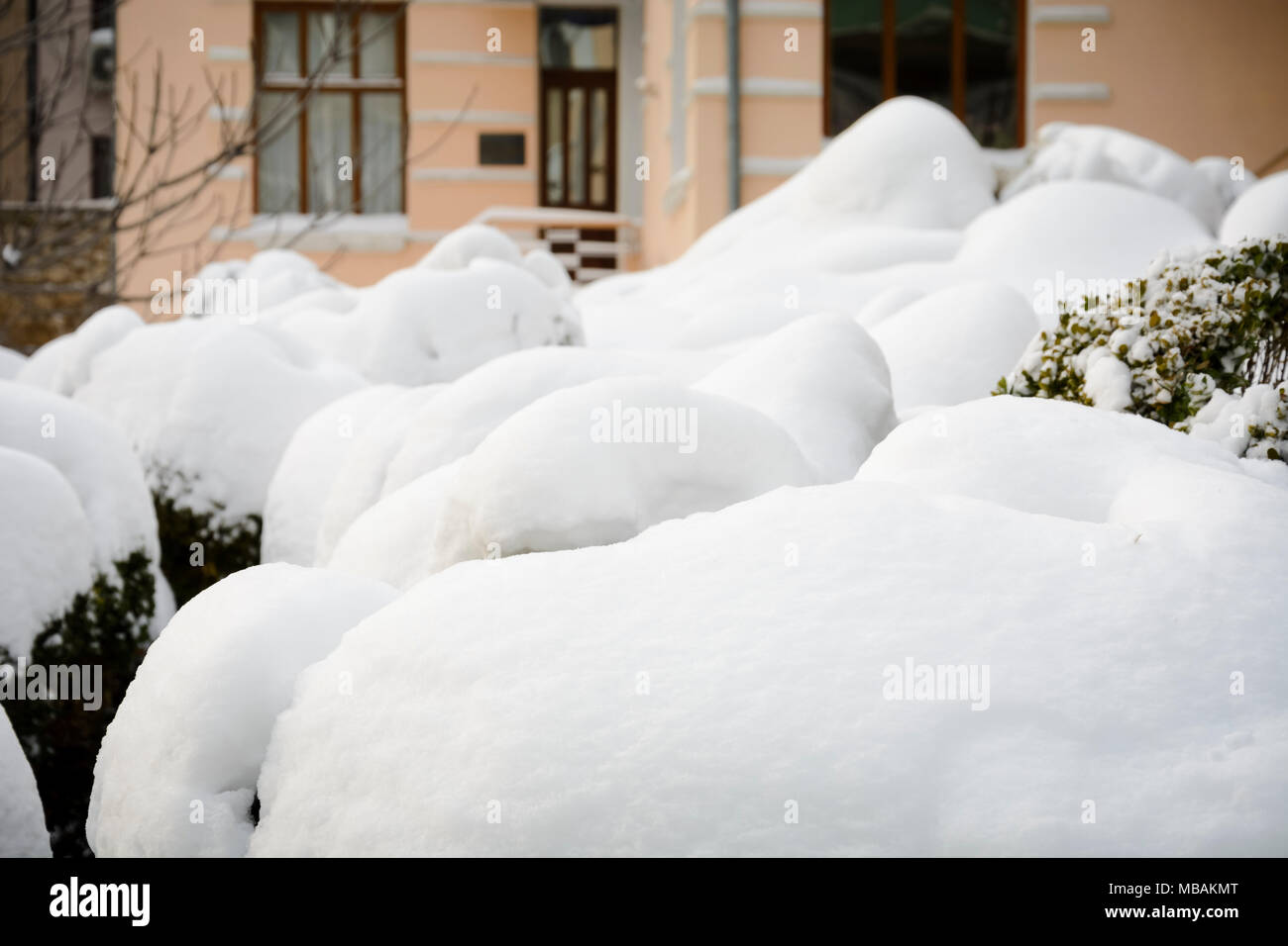 Forma di Cloud pila di neve su albero di legno di bosso. Foto Stock