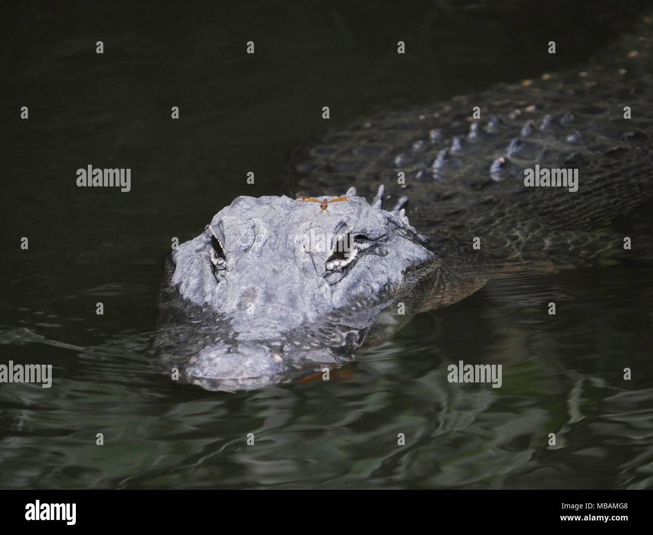 Everglades alligator con una libellula sulla sua testa Foto Stock