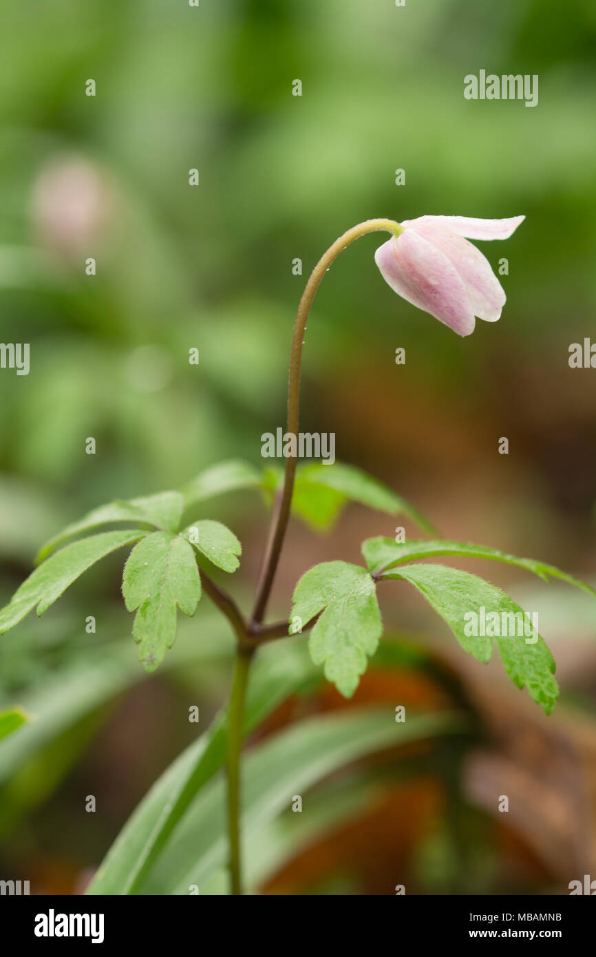 Close-up di un anemone di legno (Anemone nemorosa ,) fiore in primavera in antichi boschi in Hampshire, Regno Unito Foto Stock