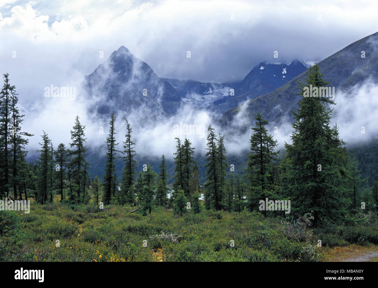 Ak-kem valley in Altai montagne basse nubi dietro abeti sottile Foto Stock