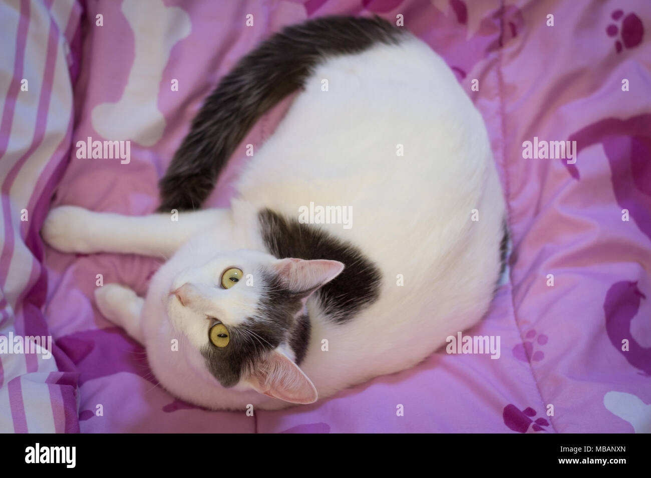 Un gatto sdraiato su un piumino lilla, visto da sopra Foto Stock