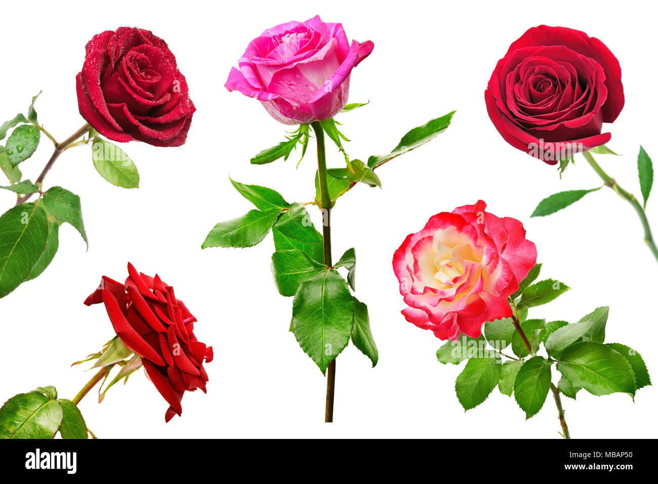 Set di bellissime rose rosse isolato su sfondo bianco. La bellezza della natura da diverse angolazioni. Foto Stock