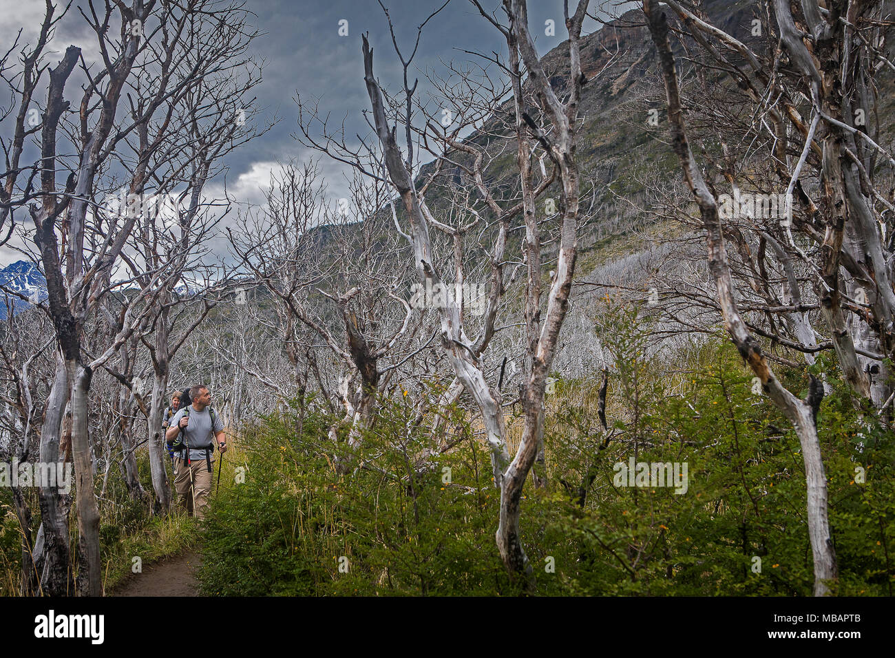 Area bruciata nel fuoco del 2011. Gli escursionisti a piedi, tra area camping Italiano e Paine Grande rifugio, parco nazionale Torres del Paine, Patagonia, Chi Foto Stock