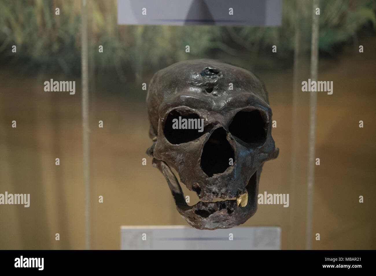 Completare il cranio di ominide Homo neanderthalensis, La Chapelle-aux-Santi, Francia, Plocene superiore, 56.000 anni. Nairobi National Museum, Kenya, Foto Stock
