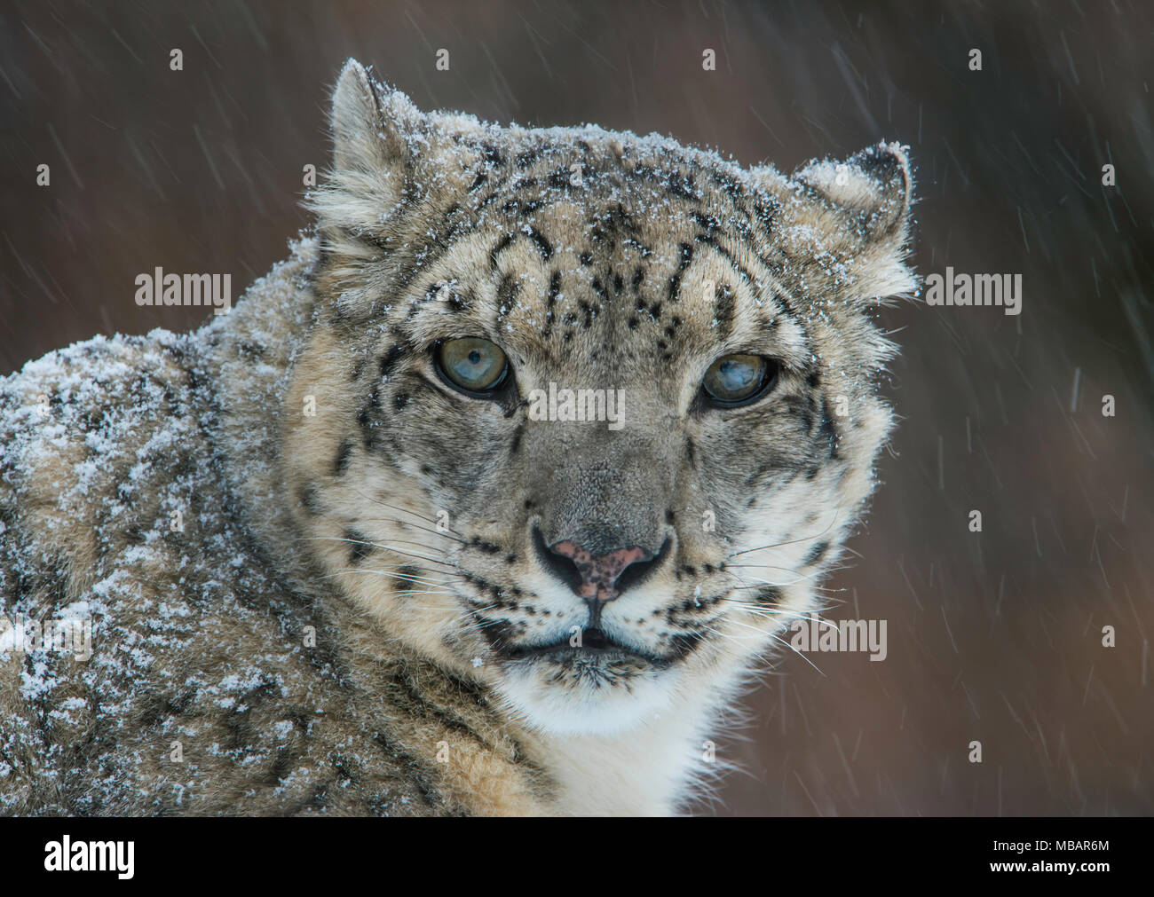 Snow Leopard (Panthera uncia), inverno, Central & Asia del Sud, girato in condizioni controllate, da Bruce Montagne/Dembinsky Foto Assoc Foto Stock