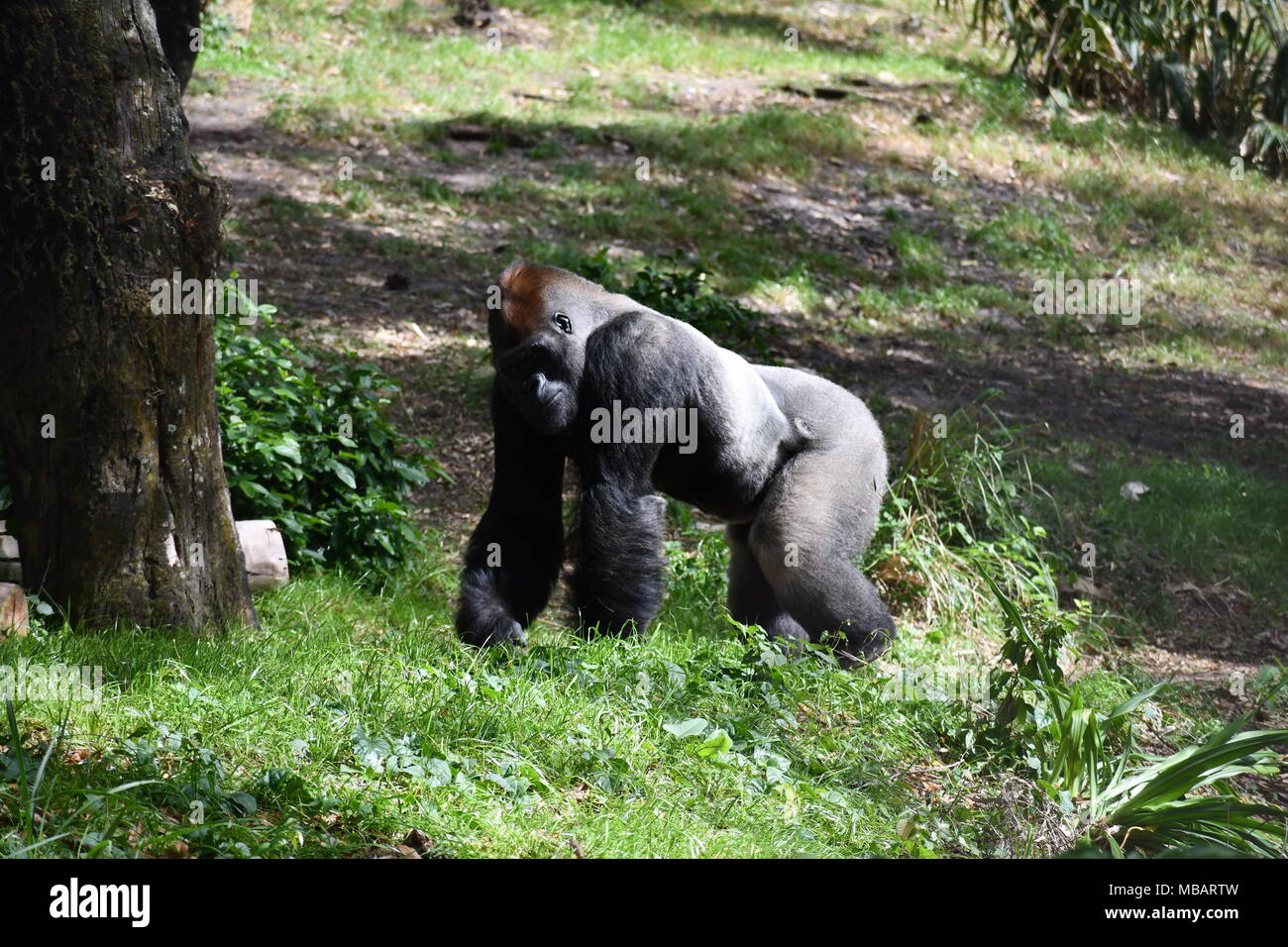 Argento Torna alla Disney il Parco a Tema del Regno degli Animali Foto Stock