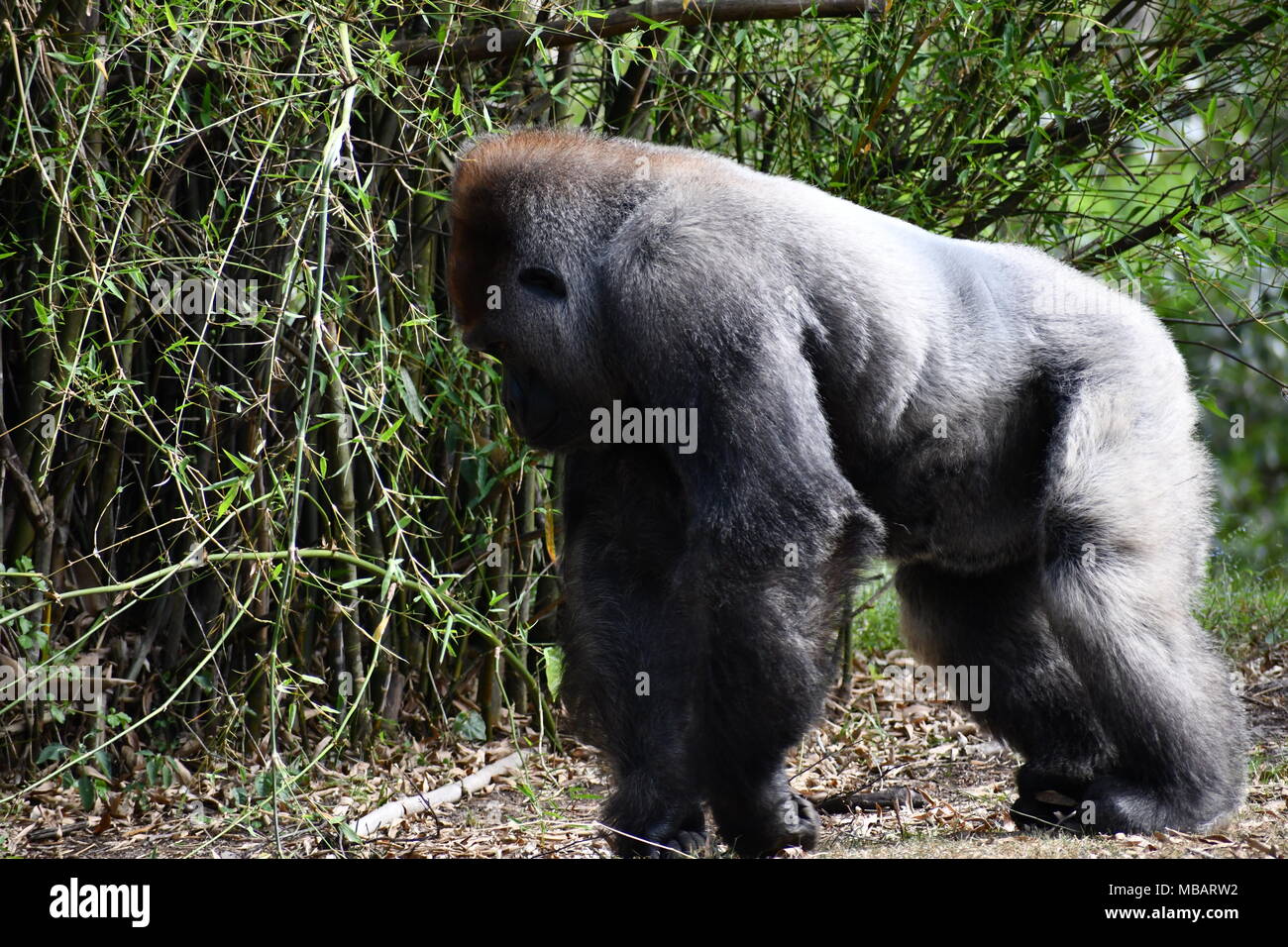 Padre del argento Torna alla Disney il Parco a Tema del Regno degli Animali Foto Stock