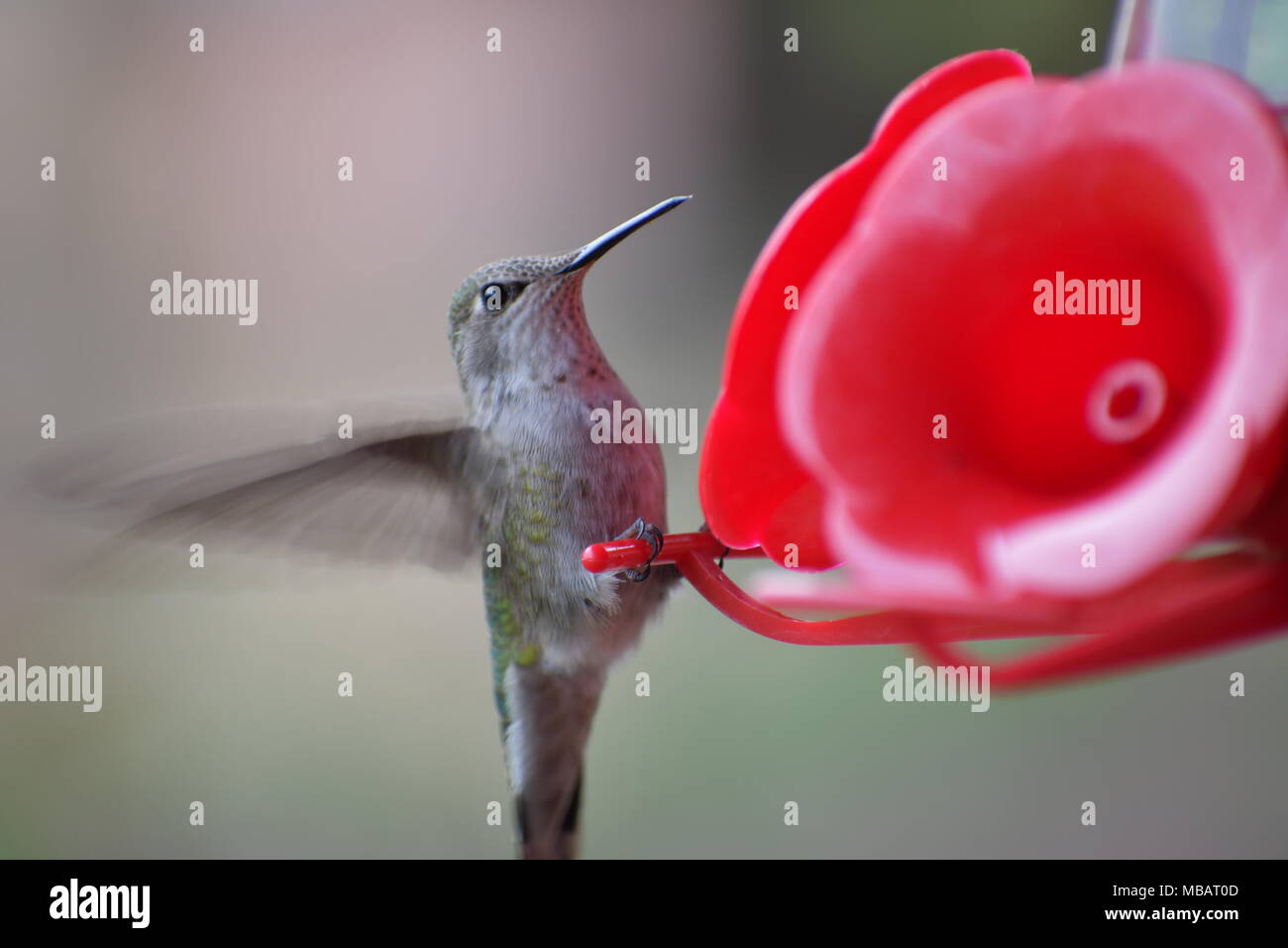 Hummingbird snacking lontano ad un alimentatore di colibrì Foto Stock