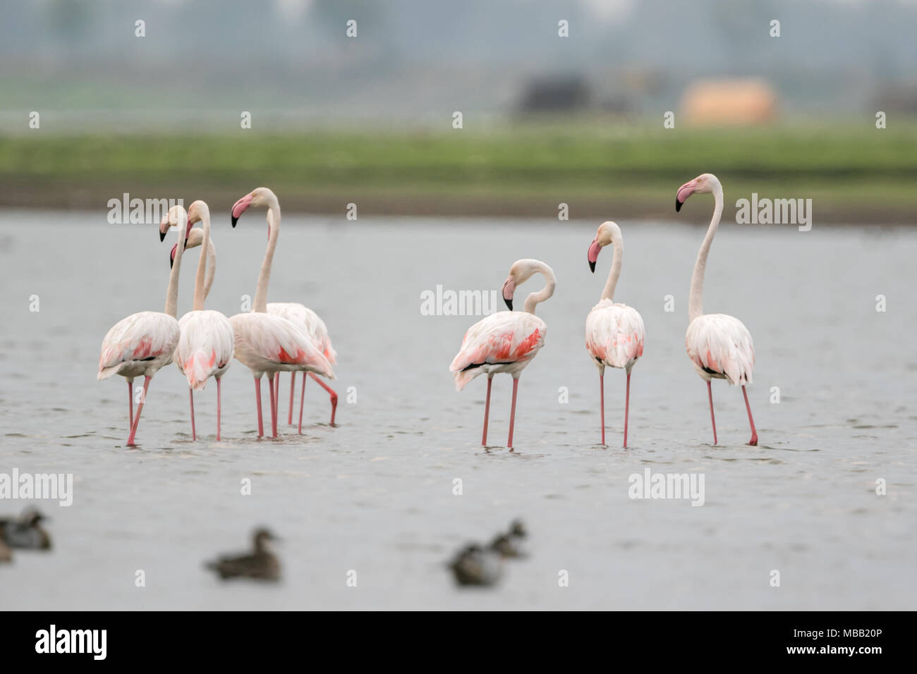 Il fenicottero maggiore (Phoenicopterus roseus) trovate intorno a Pune Bhigwan Bird Sanctuary, Maharashtra, India. Foto Stock