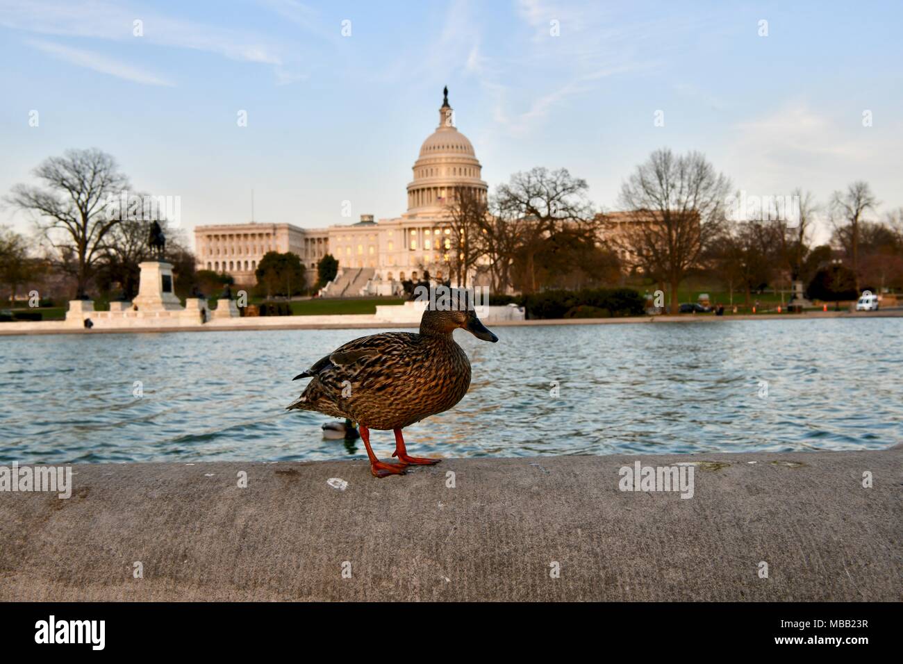 Mallard duck in piedi vicino alla capitale del pool di riflessione di fronte agli Stati Uniti Campidoglio di Washington DC, Stati Uniti d'America Foto Stock