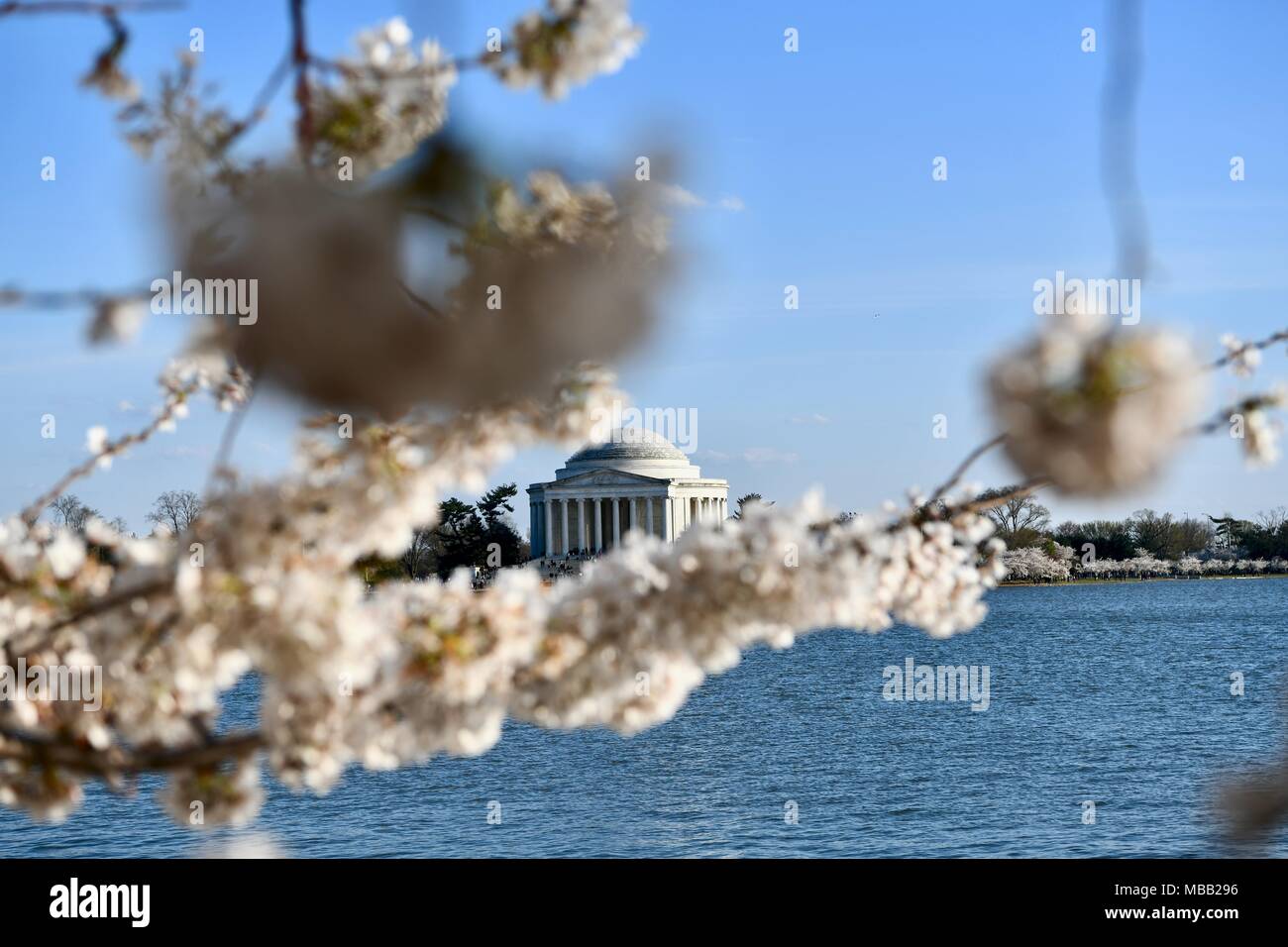 Jefferson Memorial vicino al bacino di marea durante il picco di fioritura dei fiori di ciliegio in Washington DC Foto Stock